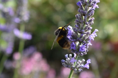 Bumblebee in Ringwood Hall gardens